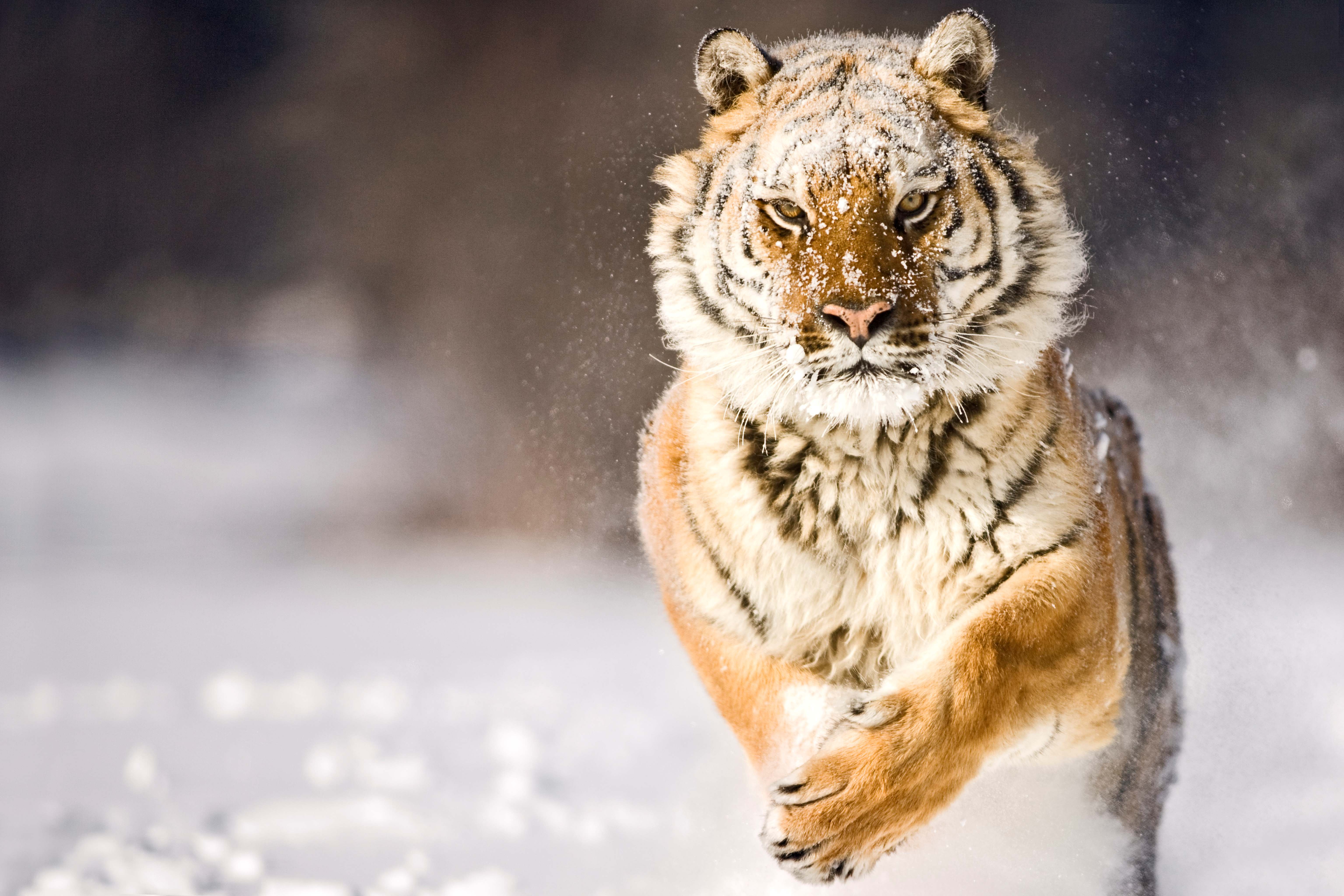 Amur tiger running in snow